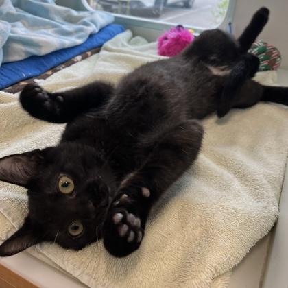 Jimmy Jr., a Adoptable mixed breed in Wheaton, IL image 2/2