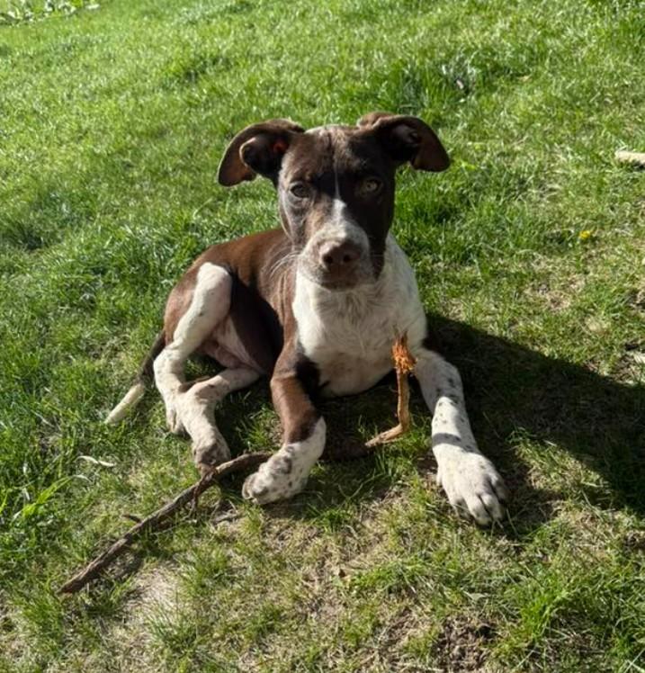 PETER, a ADOPTABLE mixed breed in Lincoln, NE image 4/6