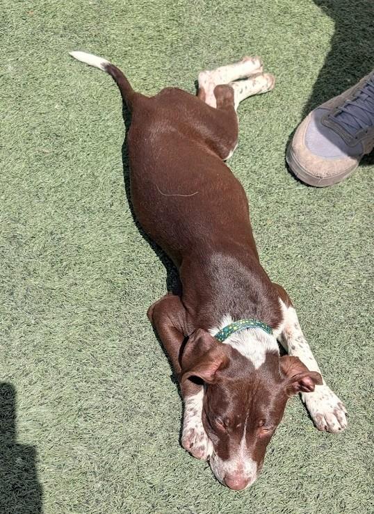 PETER, a ADOPTABLE mixed breed in Lincoln, NE image 3/6