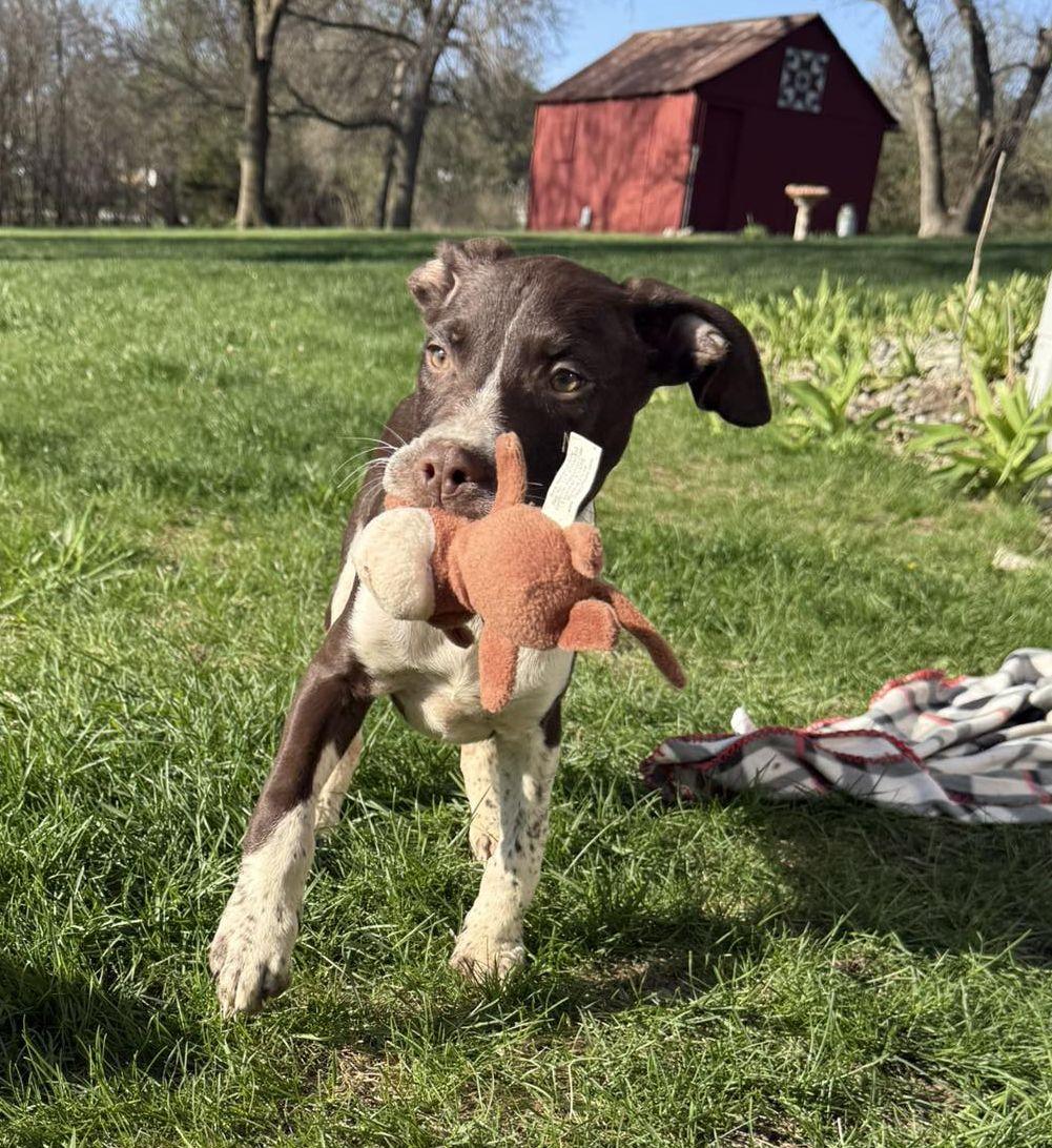 PETER, a ADOPTABLE mixed breed in Lincoln, NE image 5/6
