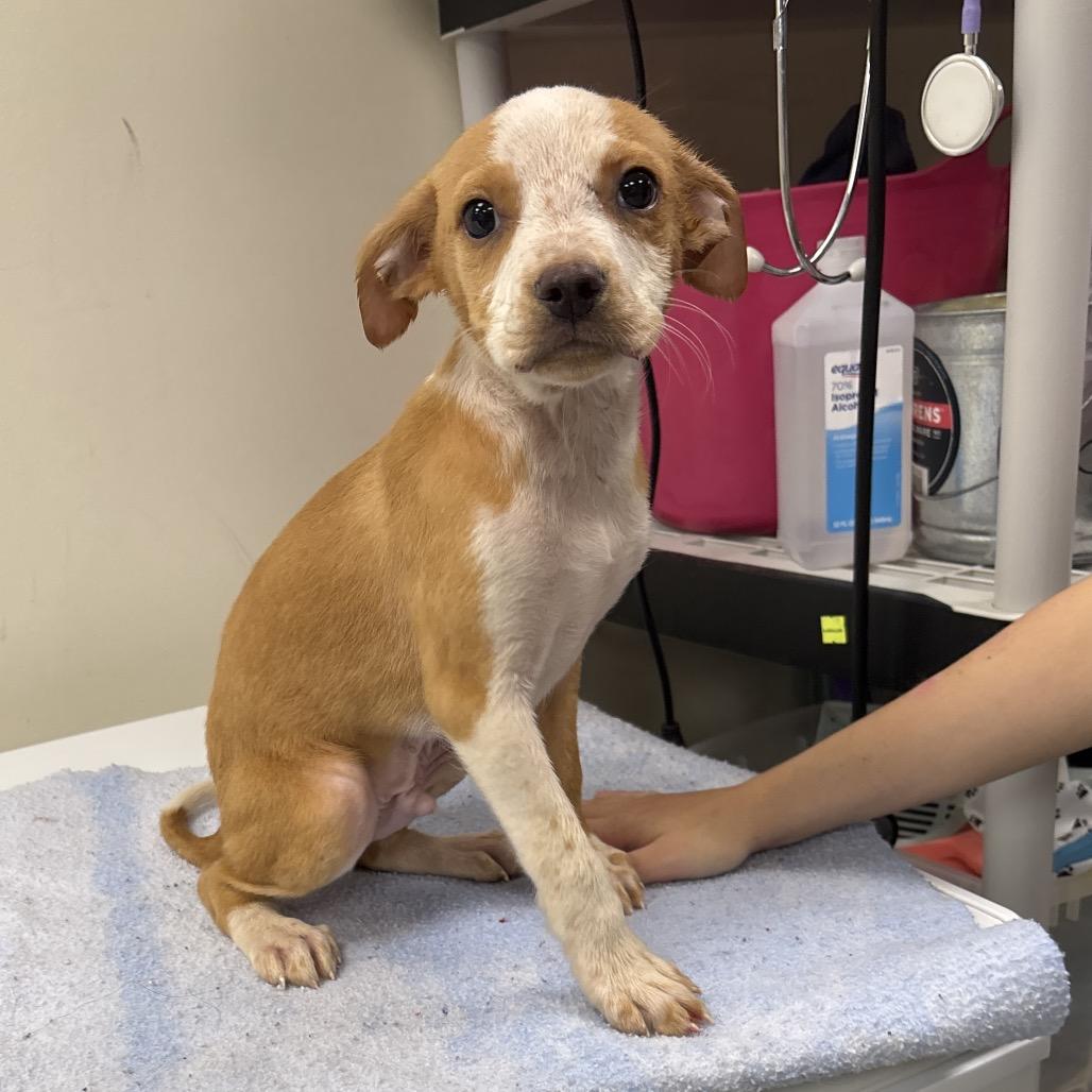 Lobster, Adoptable, Puppy Male Terrier & Mixed Breed.