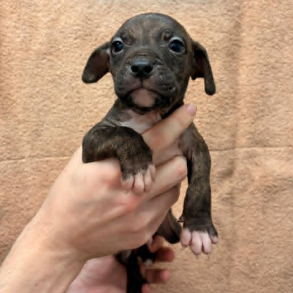 Rhett, Adoptable, Puppy Male Pit Bull Terrier.