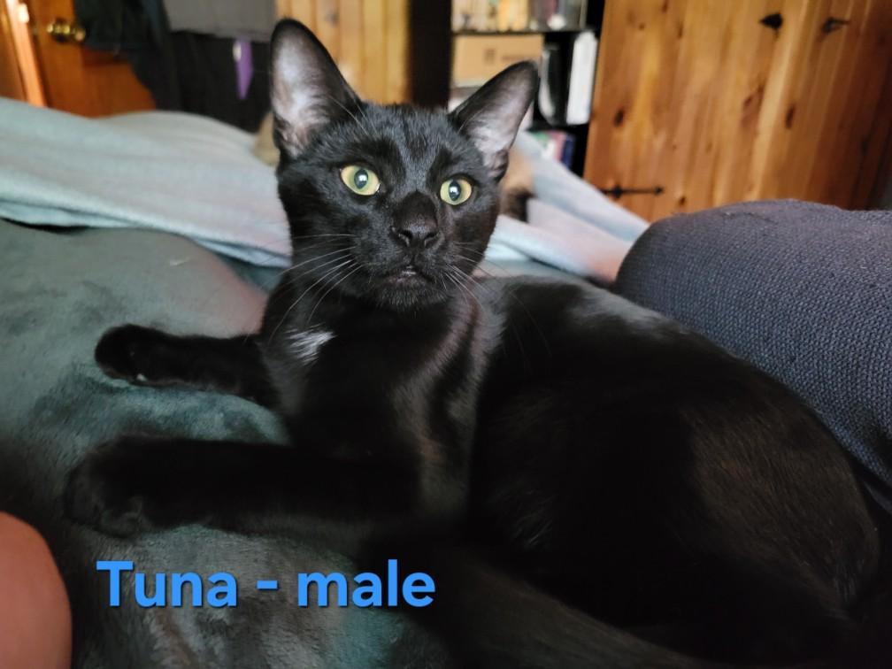 Tuna (Courtesy Post)