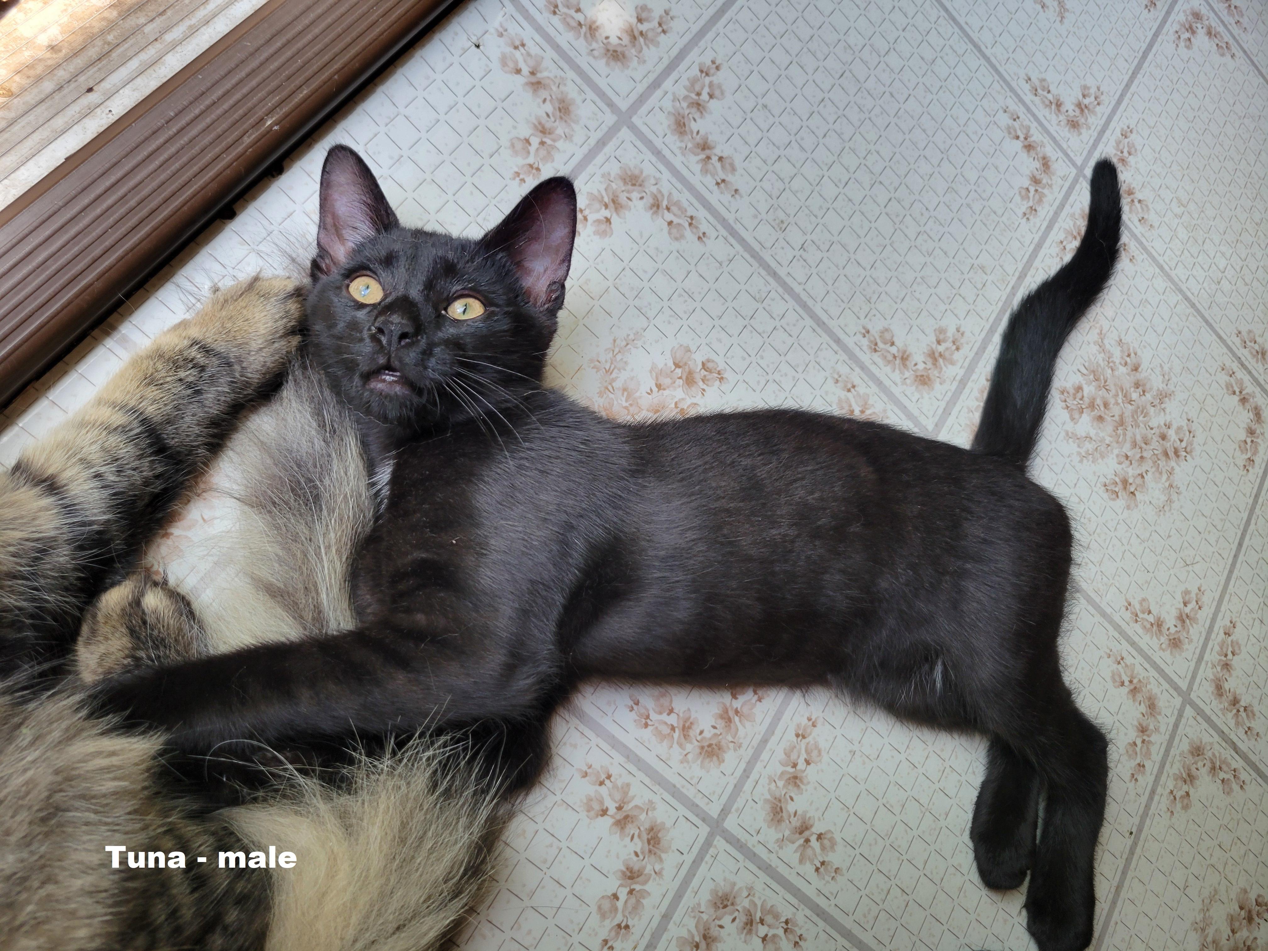 Tuna (Courtesy Post)