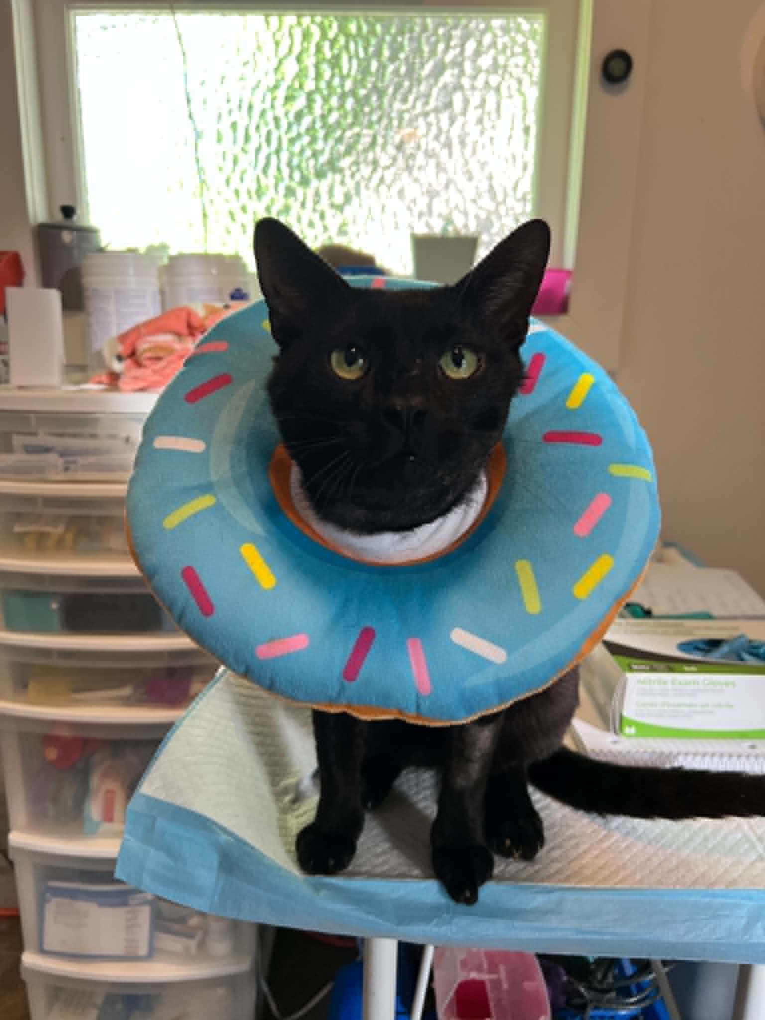Enlarge Ocoa, an adopted Domestic Short Hair in BURNABY, BC image 1/1