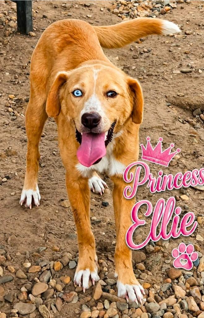 Enlarge Princess Ellie, a Adopted mixed breed in El Dorado, AR image 1/1