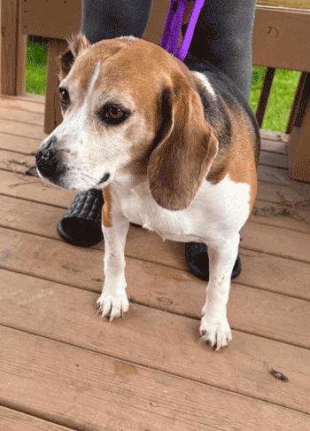 Enlarge Bruno, a ADOPTABLE Beagle in West Decatur, PA image 2/6