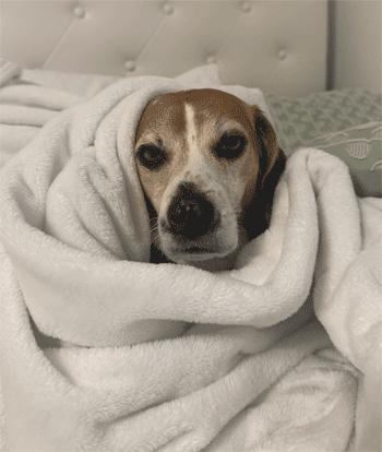 Enlarge Bruno, a ADOPTABLE Beagle in West Decatur, PA image 5/6