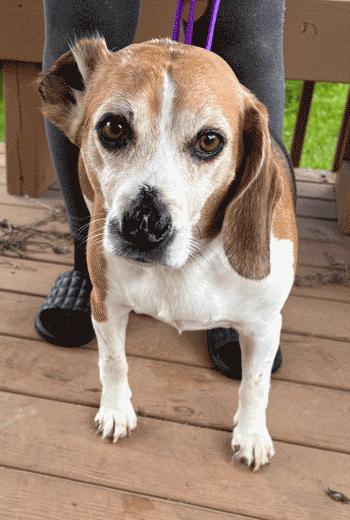 Enlarge Bruno, a ADOPTABLE Beagle in West Decatur, PA image 1/6