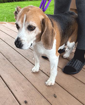 Enlarge Bruno, a ADOPTABLE Beagle in West Decatur, PA image 4/6