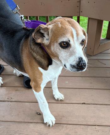 Enlarge Bruno, a ADOPTABLE Beagle in West Decatur, PA image 3/6