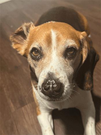 Enlarge Bruno, a ADOPTABLE Beagle in West Decatur, PA image 6/6