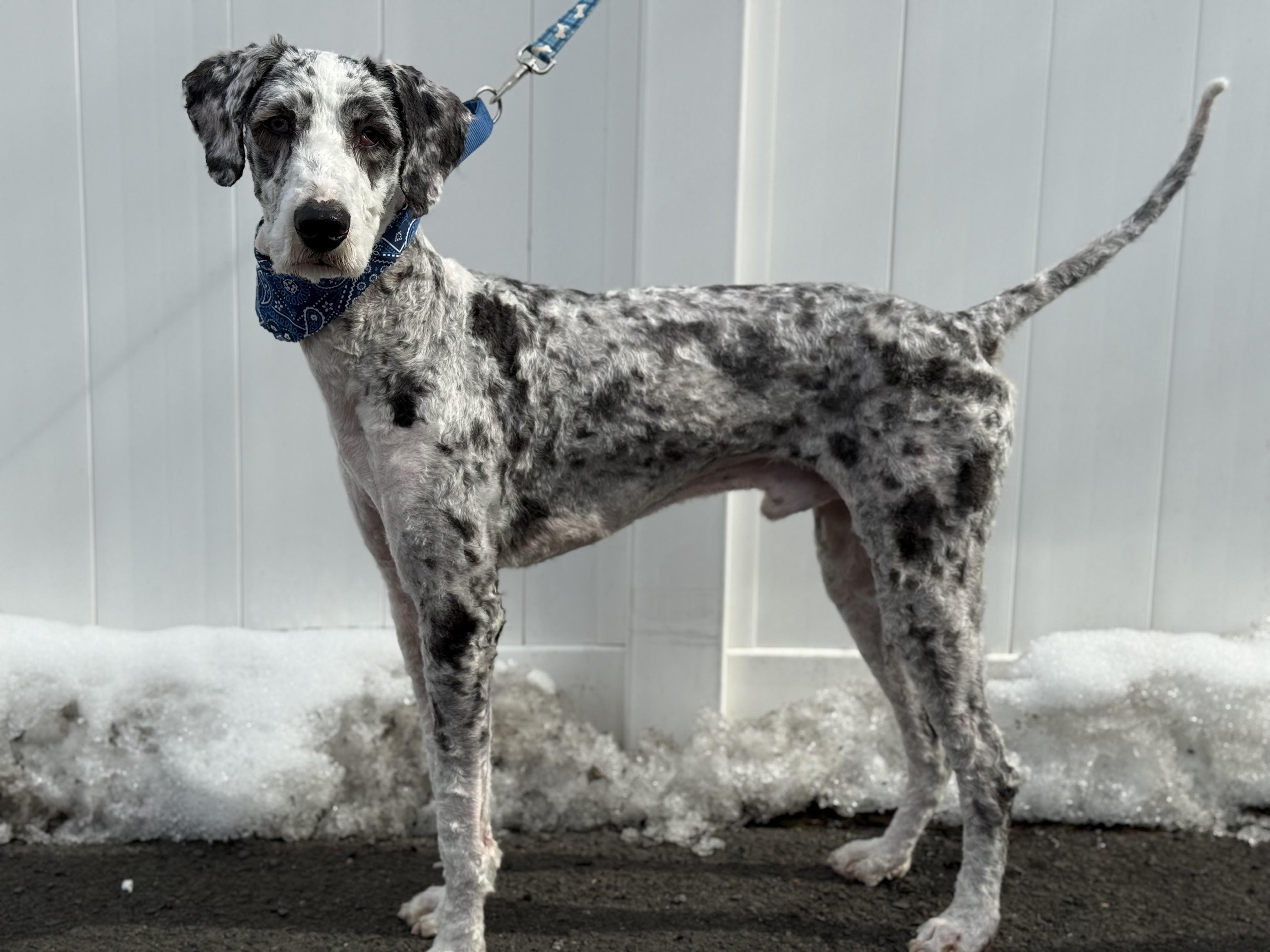 Enlarge Buster , an adopted mixed breed in Mendham, NJ image 3/4