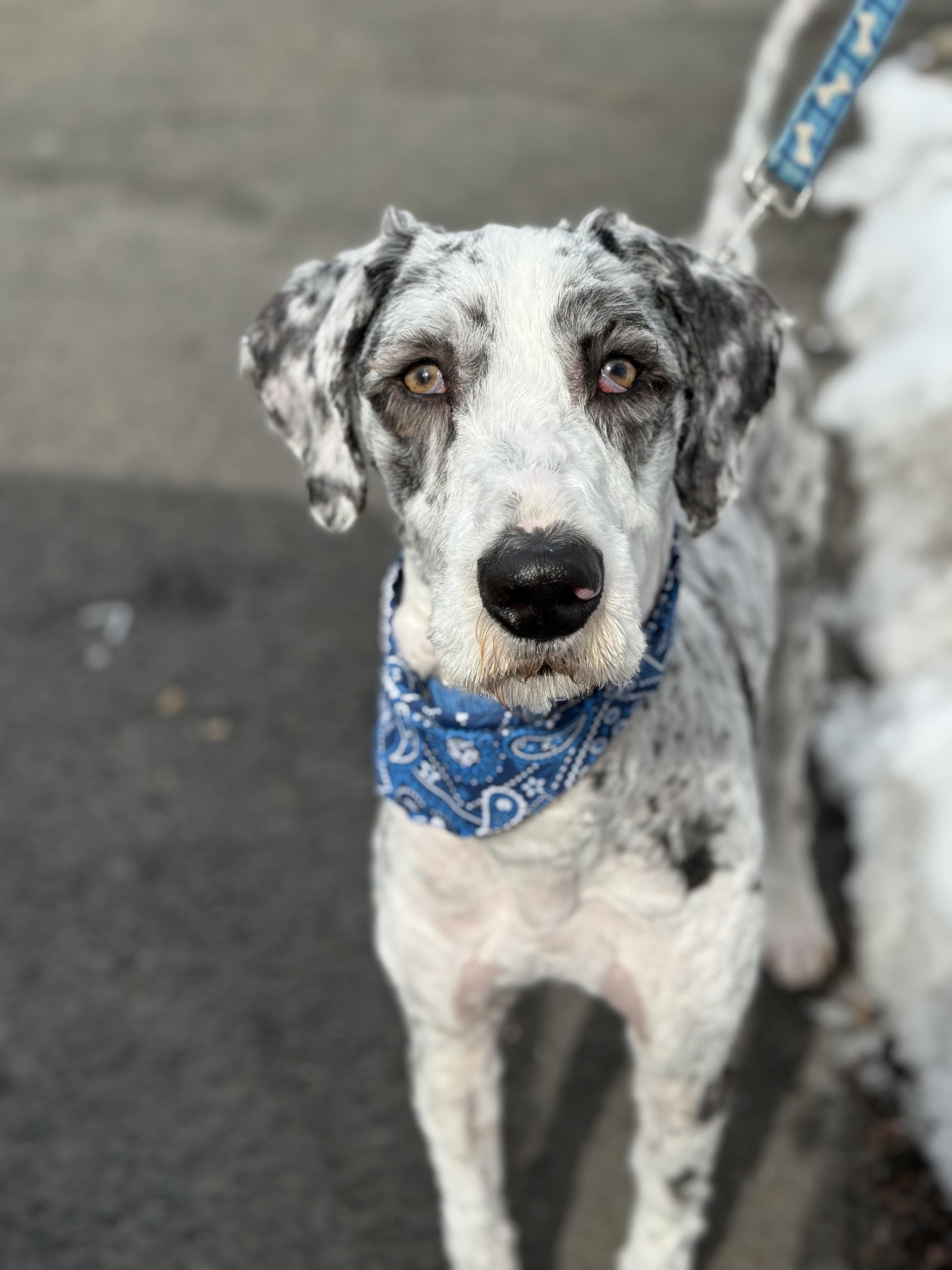 Enlarge Buster , an adopted mixed breed in Mendham, NJ image 2/4