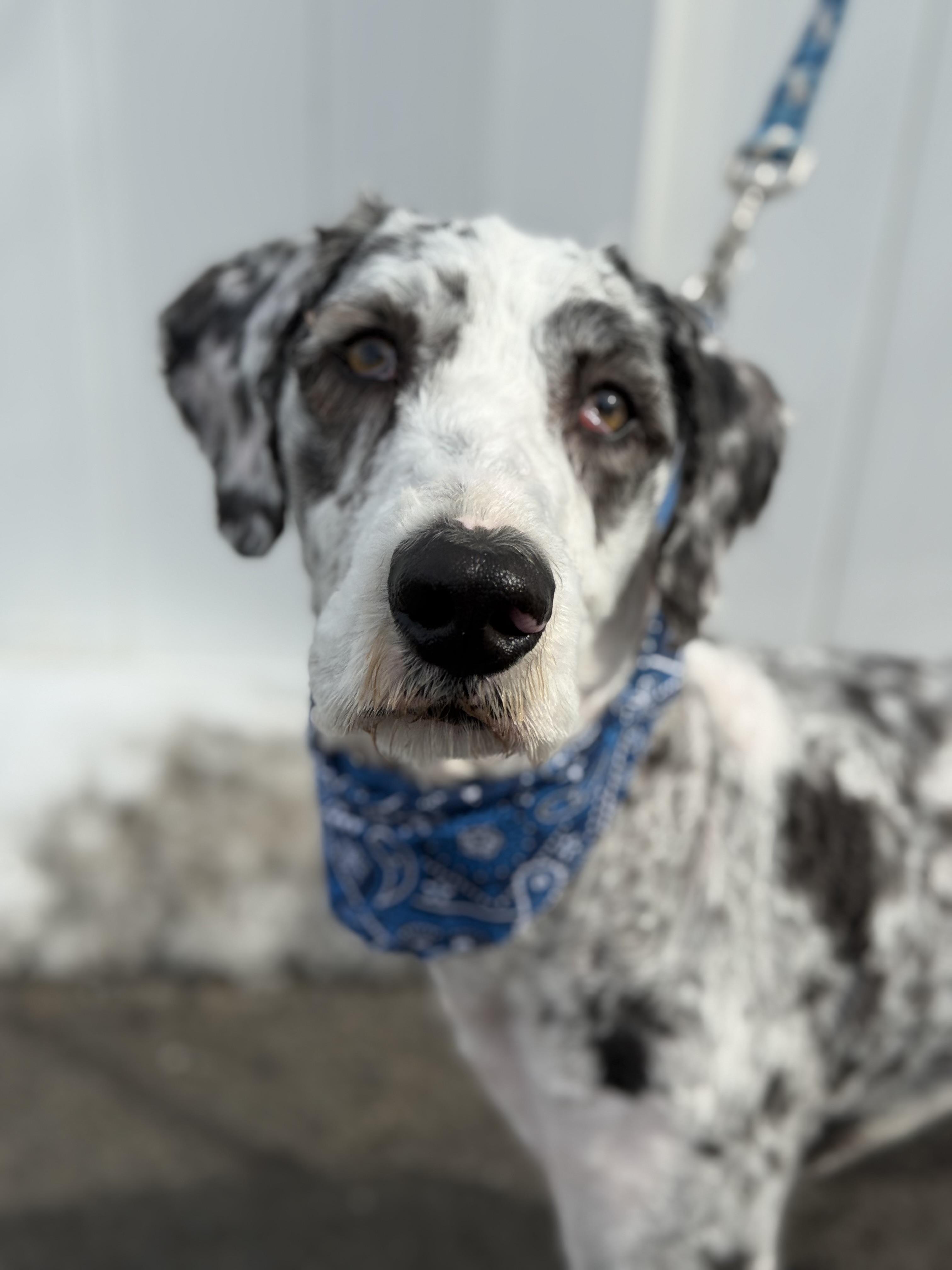Buster , adopted, Adult Male Sheepadoodle.
