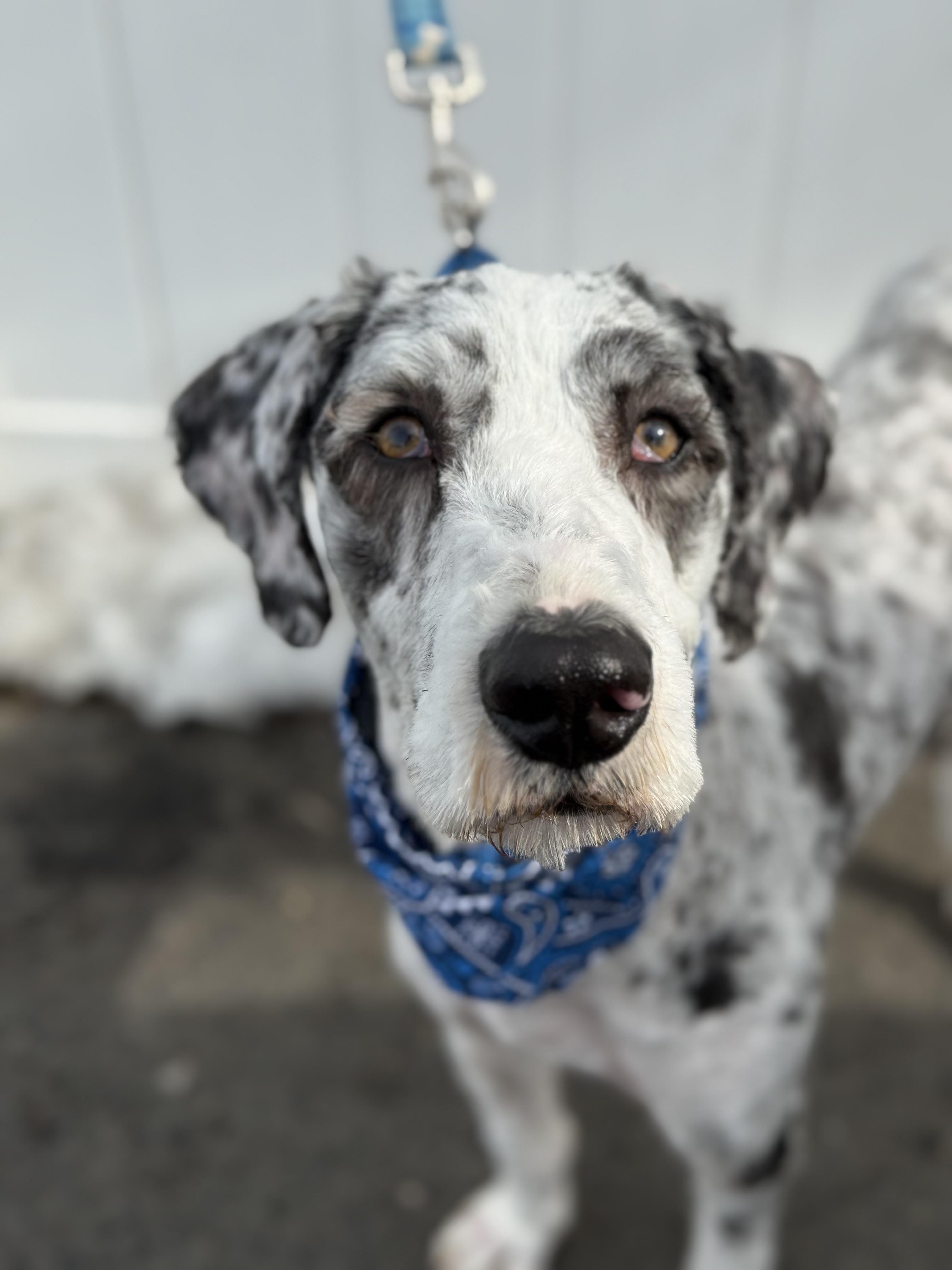 Enlarge Buster , an adopted mixed breed in Mendham, NJ image 4/4