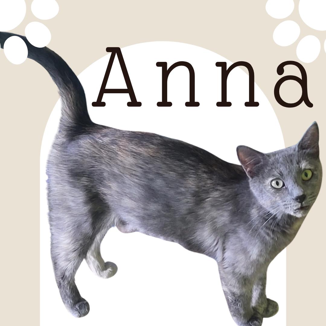 Anna, Adoptable, Young Female Domestic Medium Hair.