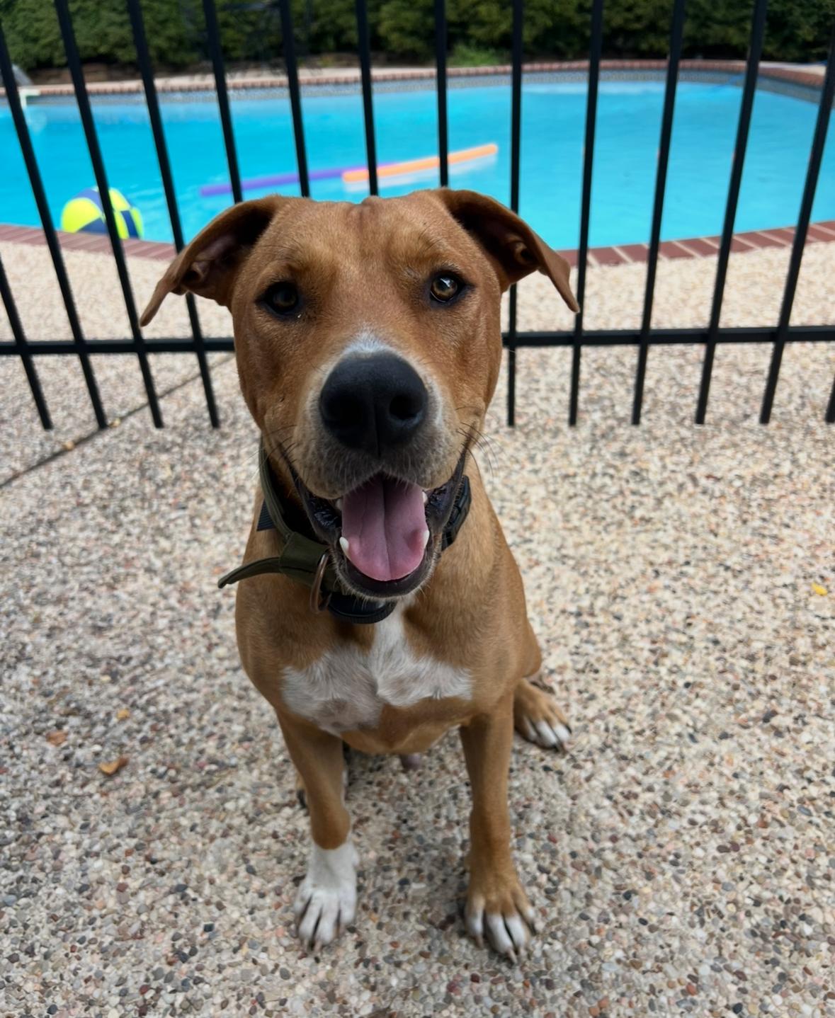 Buddy, Adoptable, Young Male German Shepherd Dog & Labrador Retriever.