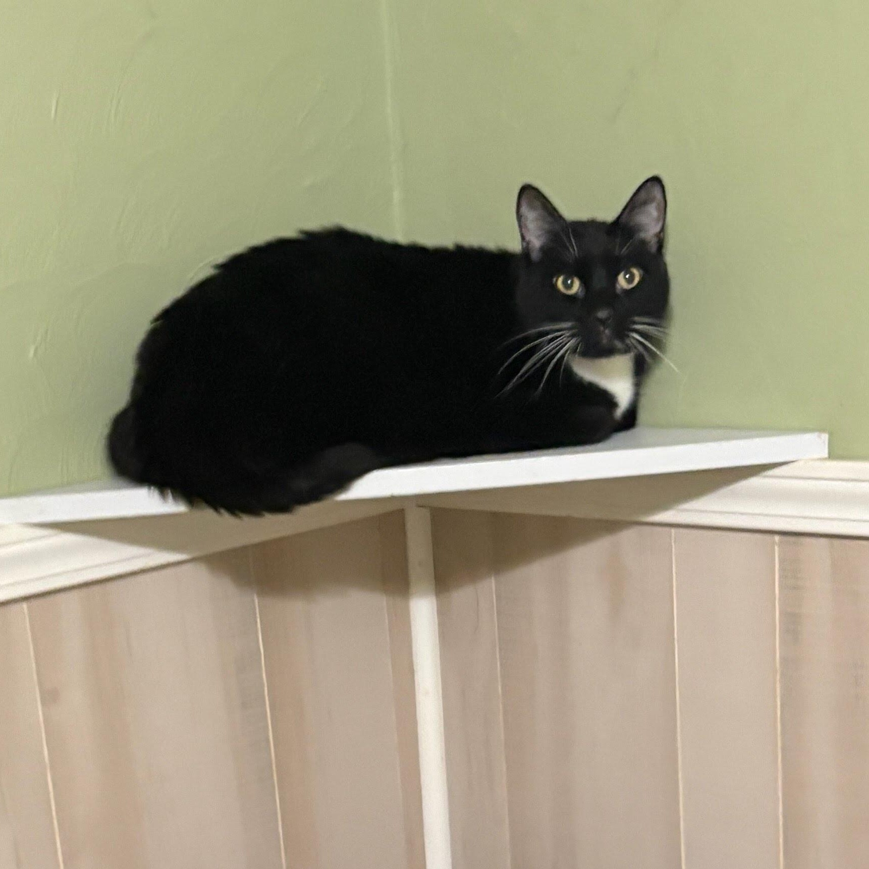 Enlarge Kurt, a Adoptable Domestic Short Hair in Oswego, NY image 3/4