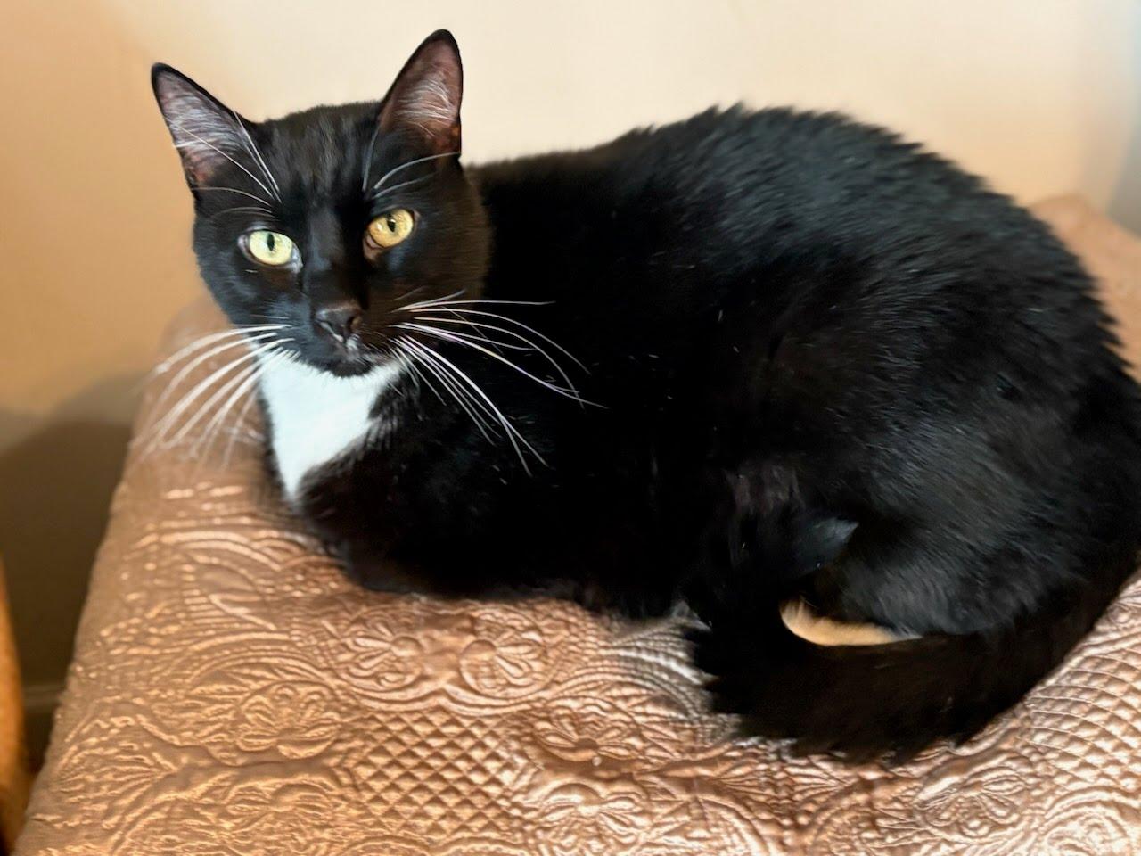 Kurt, Adoptable, Senior Male Domestic Short Hair.