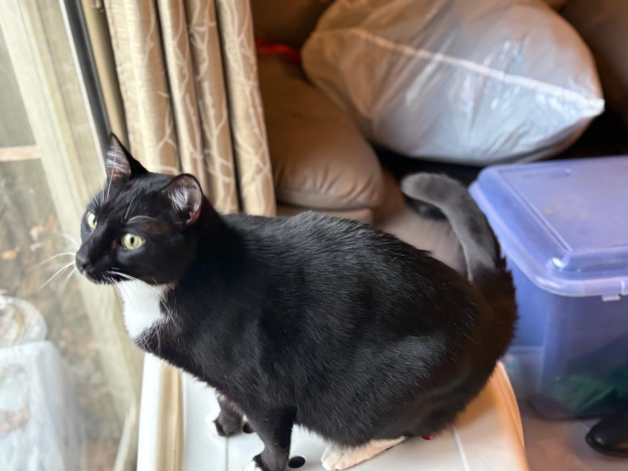 Enlarge Kurt, a Adoptable Domestic Short Hair in Oswego, NY image 4/4