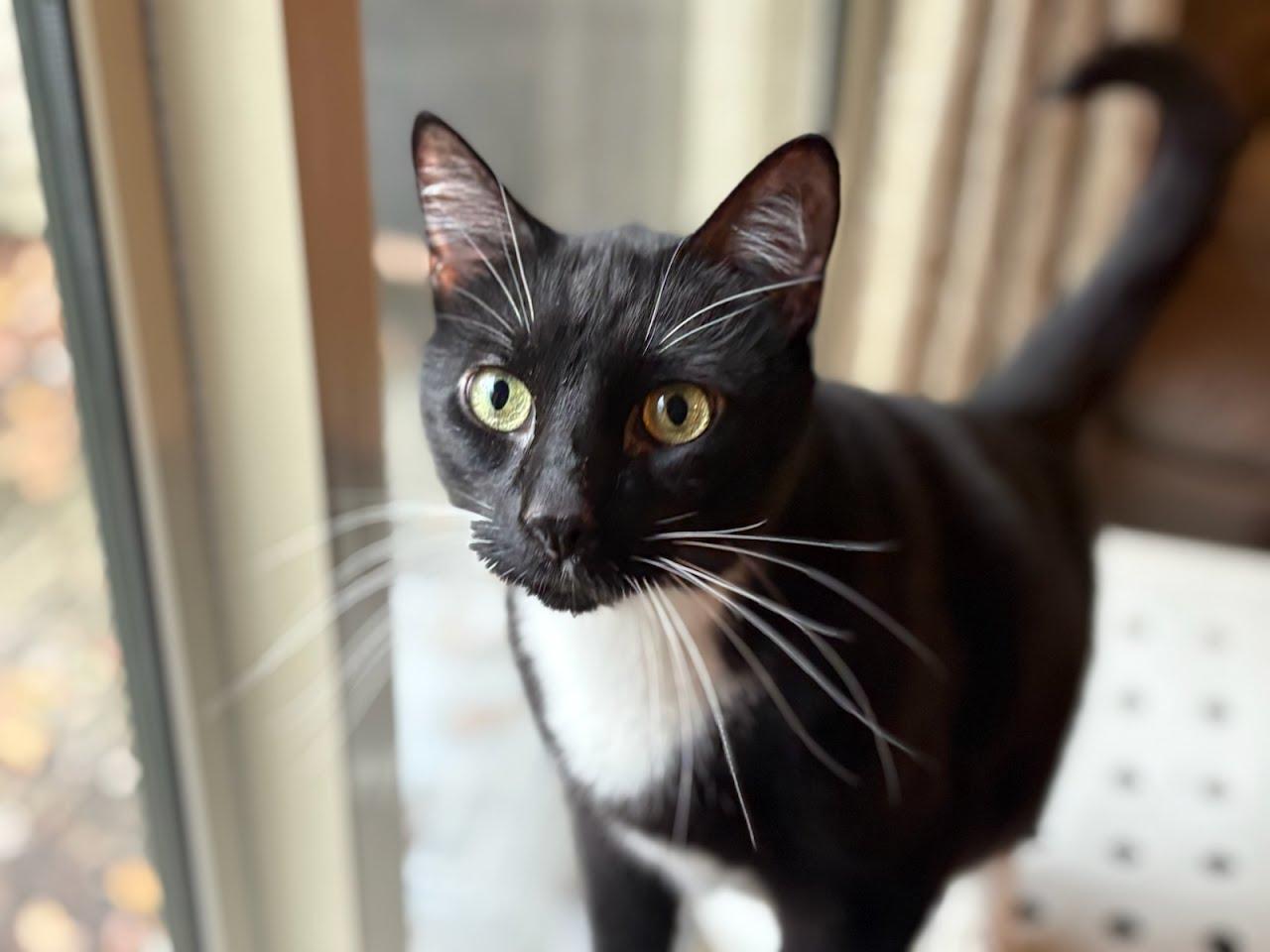 Enlarge Kurt, a Adoptable Domestic Short Hair in Oswego, NY image 2/4