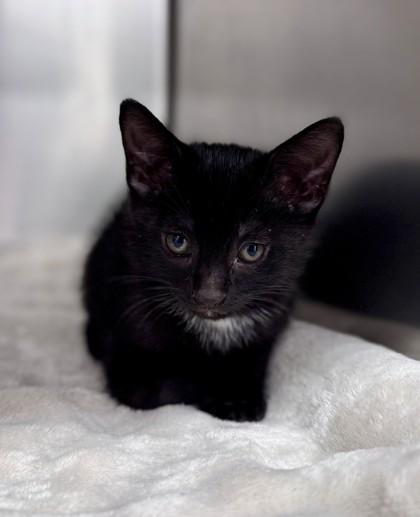 Bridger, a ADOPTABLE Domestic Short Hair in Bishop, GA image 4/4