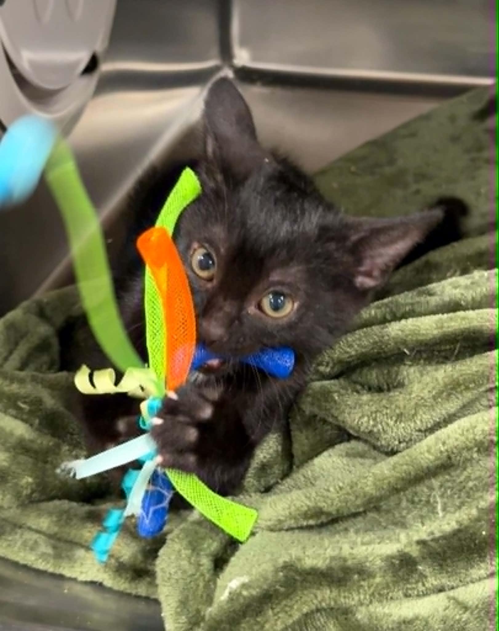 Bridger, a ADOPTABLE Domestic Short Hair in Bishop, GA image 1/4