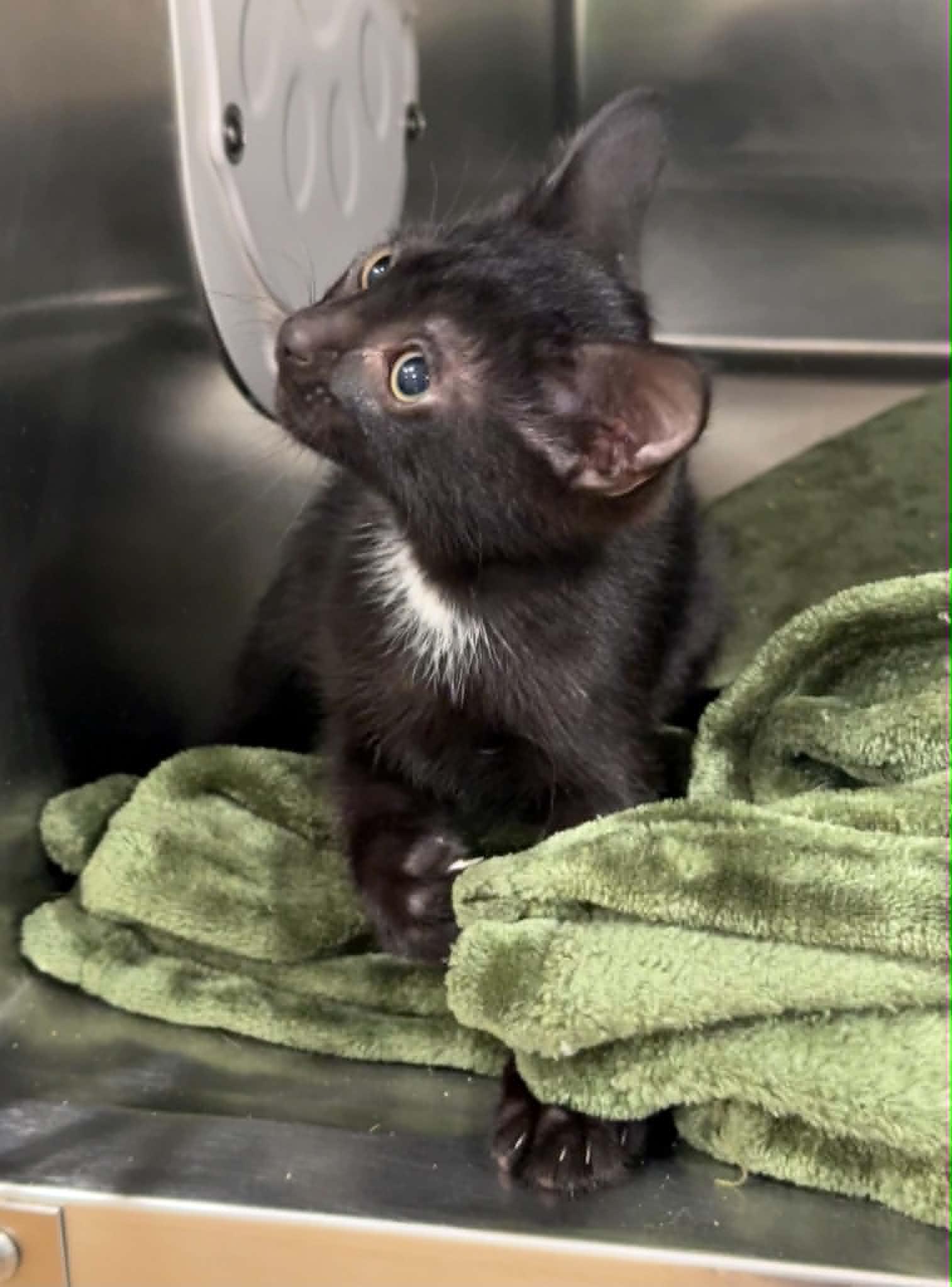 Bridger, a ADOPTABLE Domestic Short Hair in Bishop, GA image 2/4