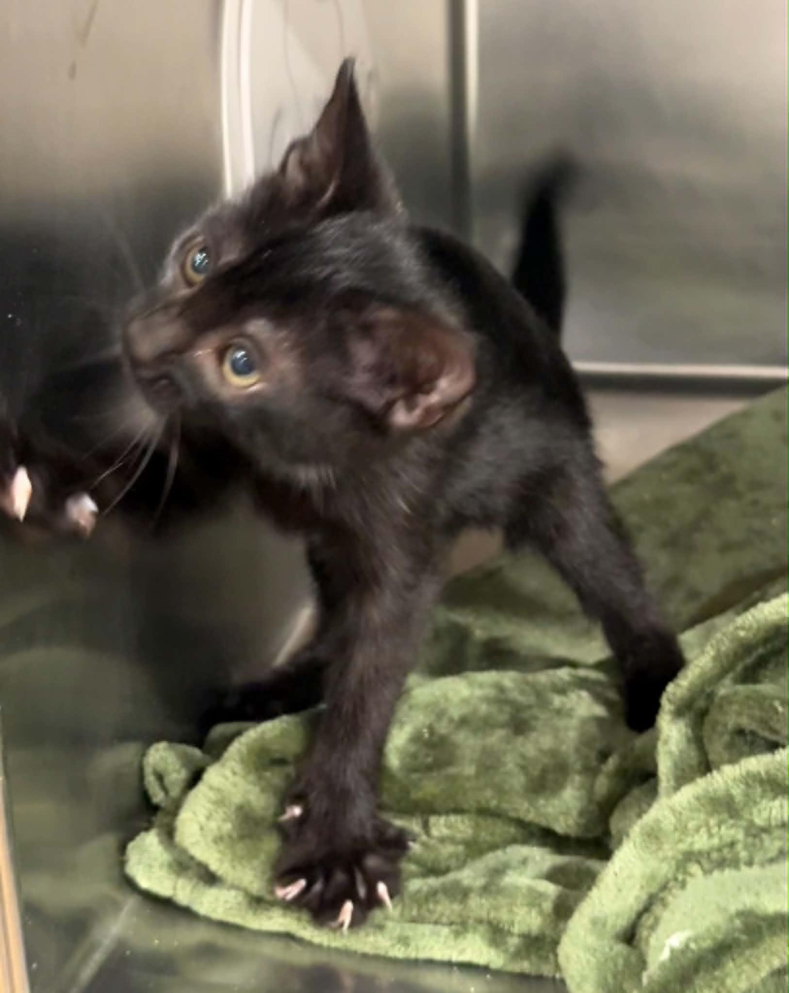 Bridger, a ADOPTABLE Domestic Short Hair in Bishop, GA image 3/4