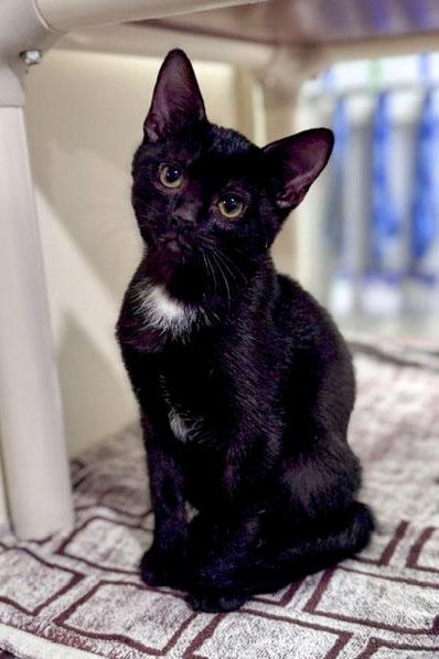 Bridger, an adopted Domestic Short Hair in Bishop, GA image 1/5