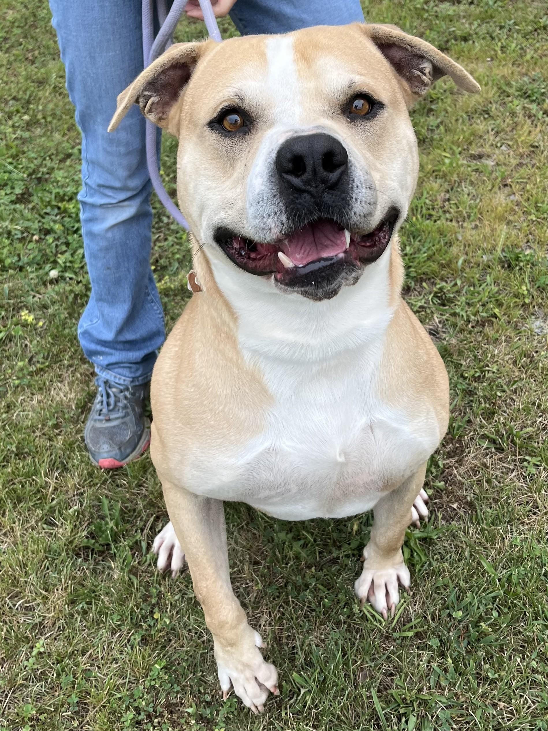 Enlarge Sir John, an adoptable Pit Bull Terrier in Winchester, VA image 1/3