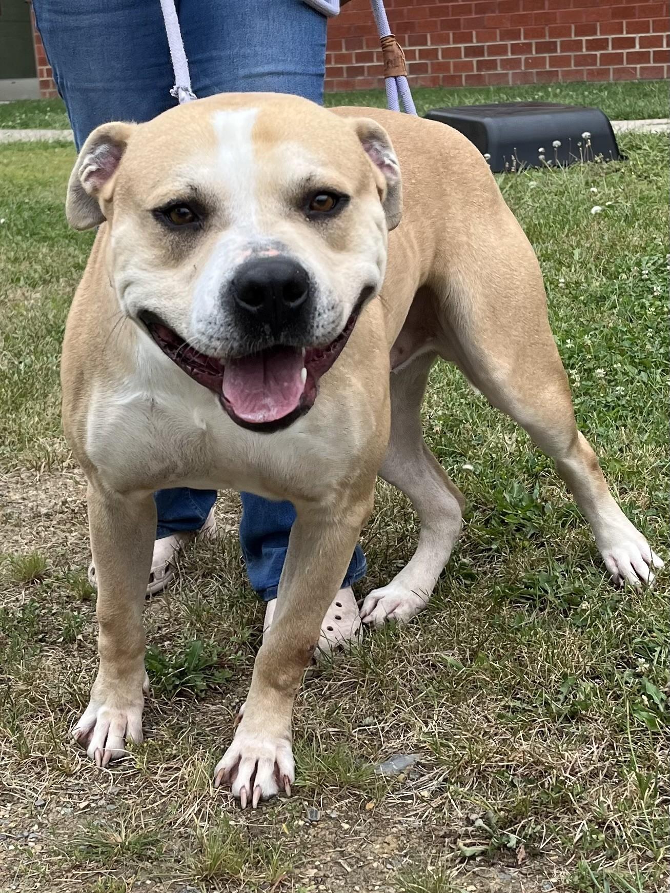 Enlarge Sir John, an adoptable Pit Bull Terrier in Winchester, VA image 2/3
