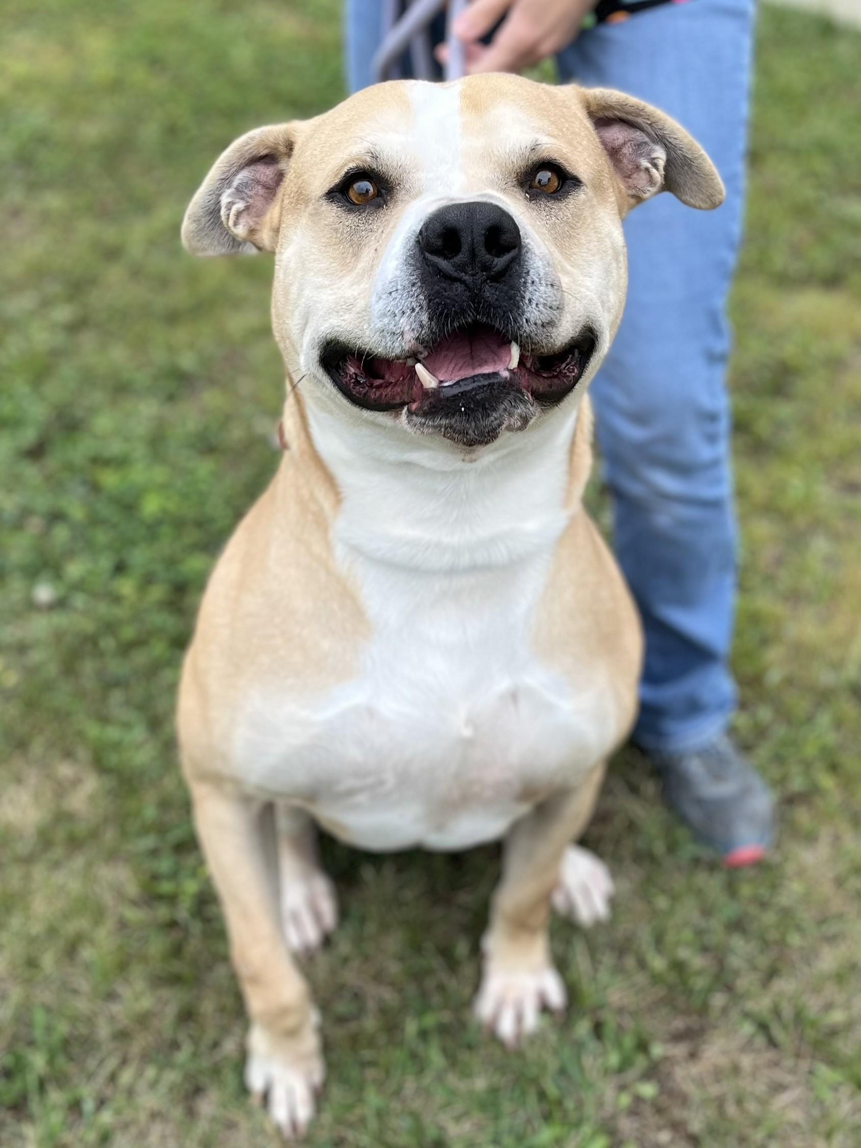 Enlarge Sir John, an adoptable Pit Bull Terrier in Winchester, VA image 3/3