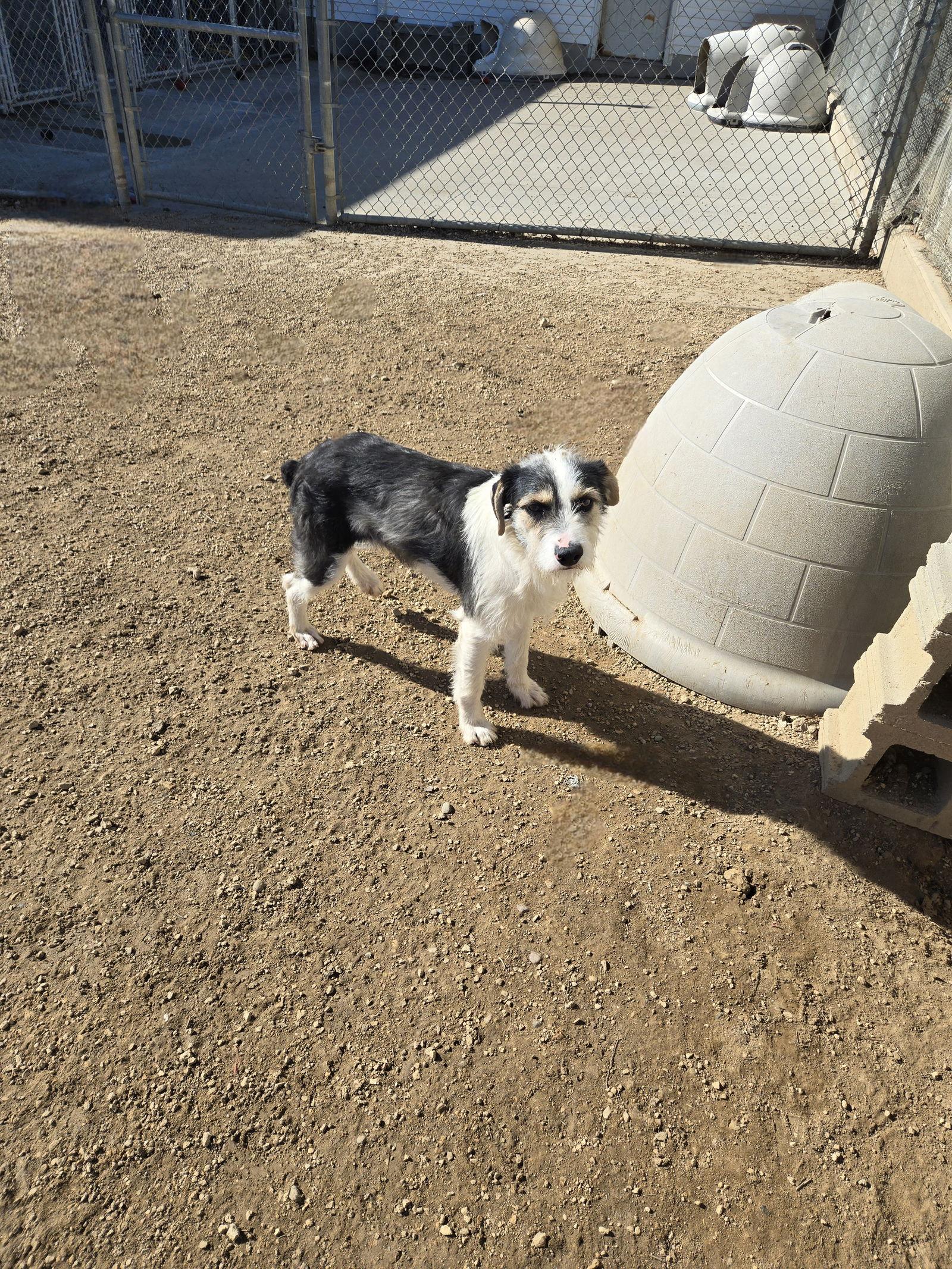 Enlarge Jim Mora, a Adopted Terrier in Maquoketa, IA image 1/1