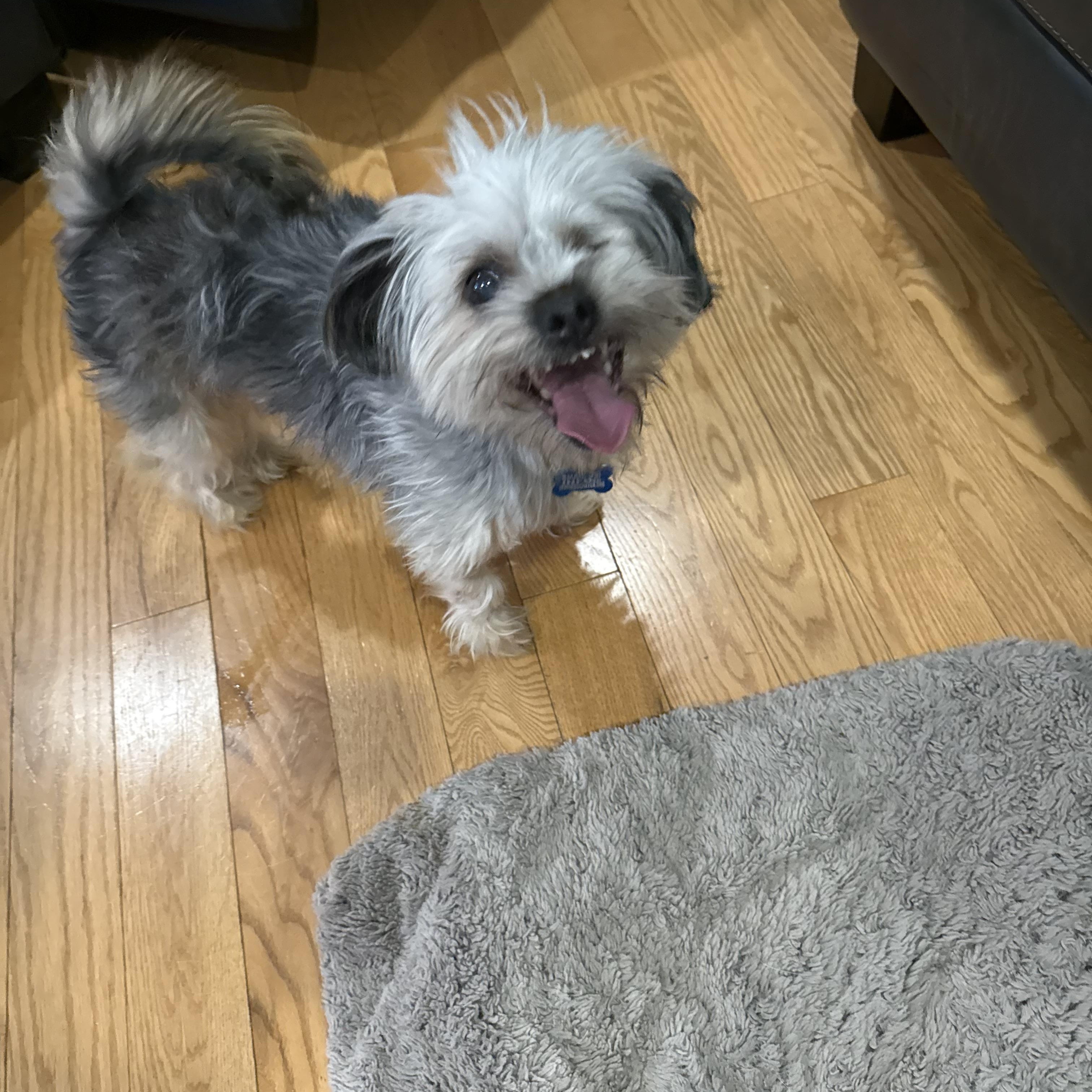 Enlarge Roosky, an adopted Yorkshire Terrier in Wilmington, DE image 3/6