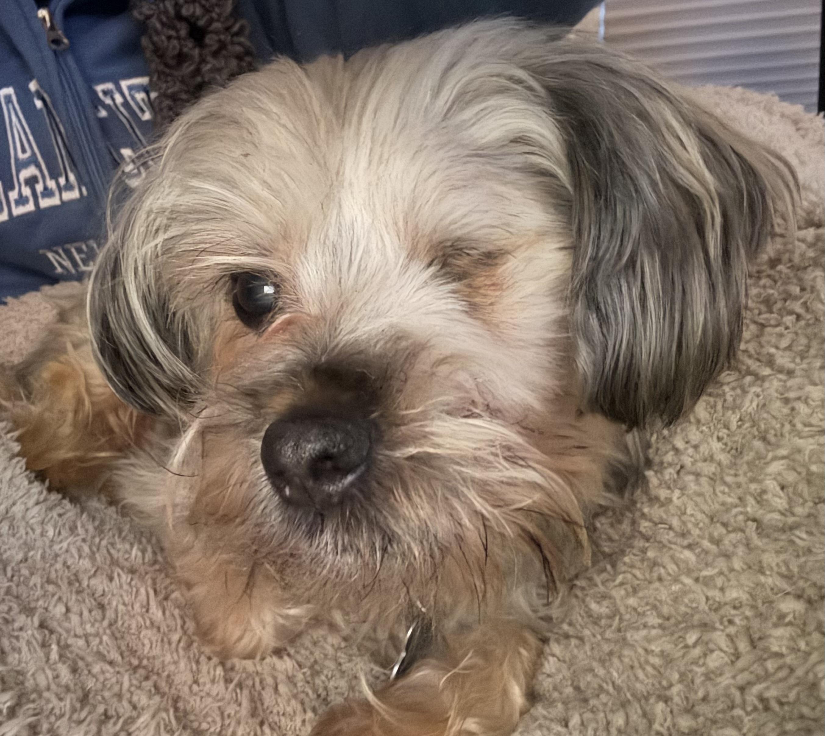 Enlarge Roosky, an adopted Yorkshire Terrier in Wilmington, DE image 1/6