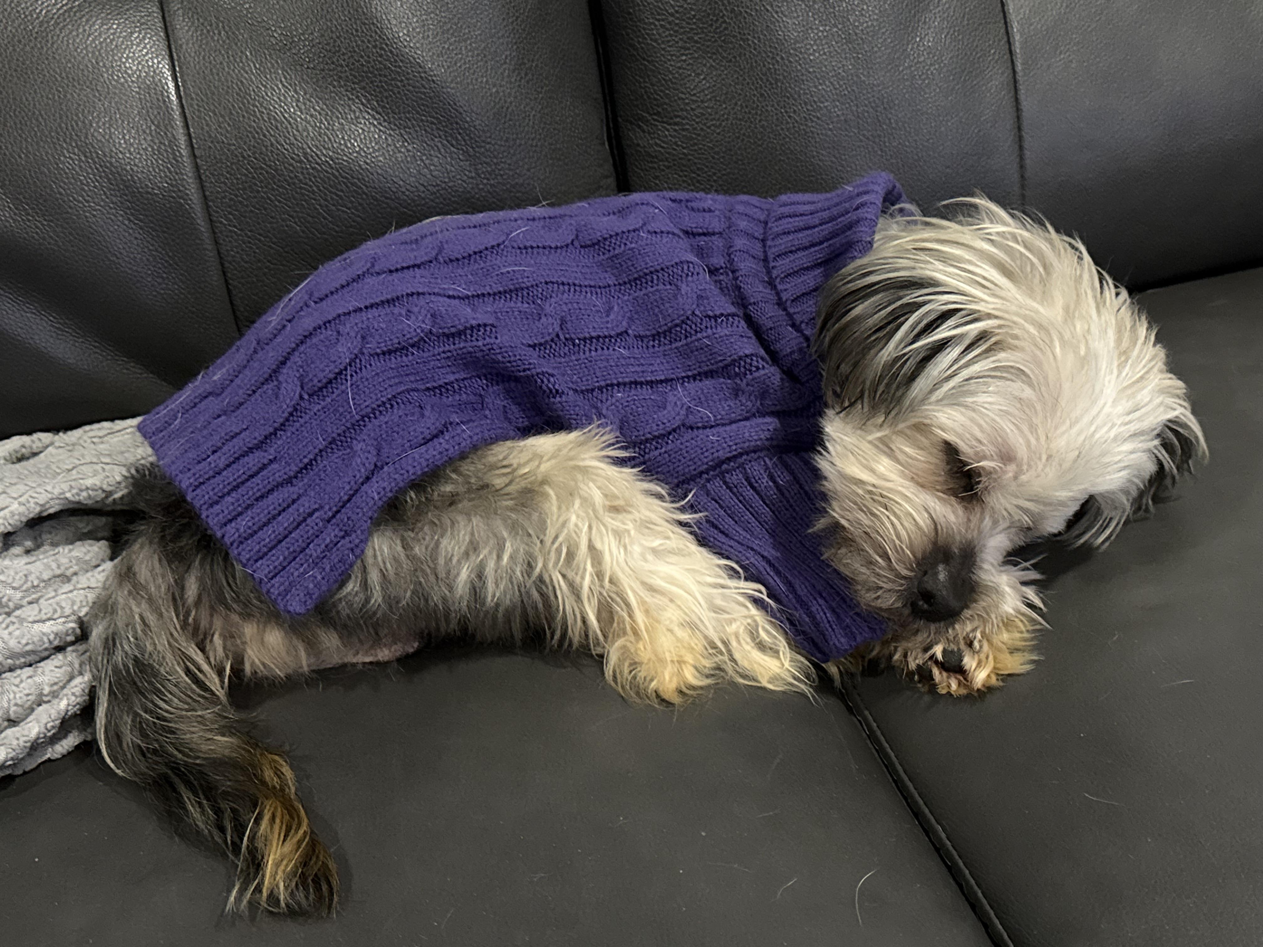 Enlarge Roosky, an adopted Yorkshire Terrier in Wilmington, DE image 2/6