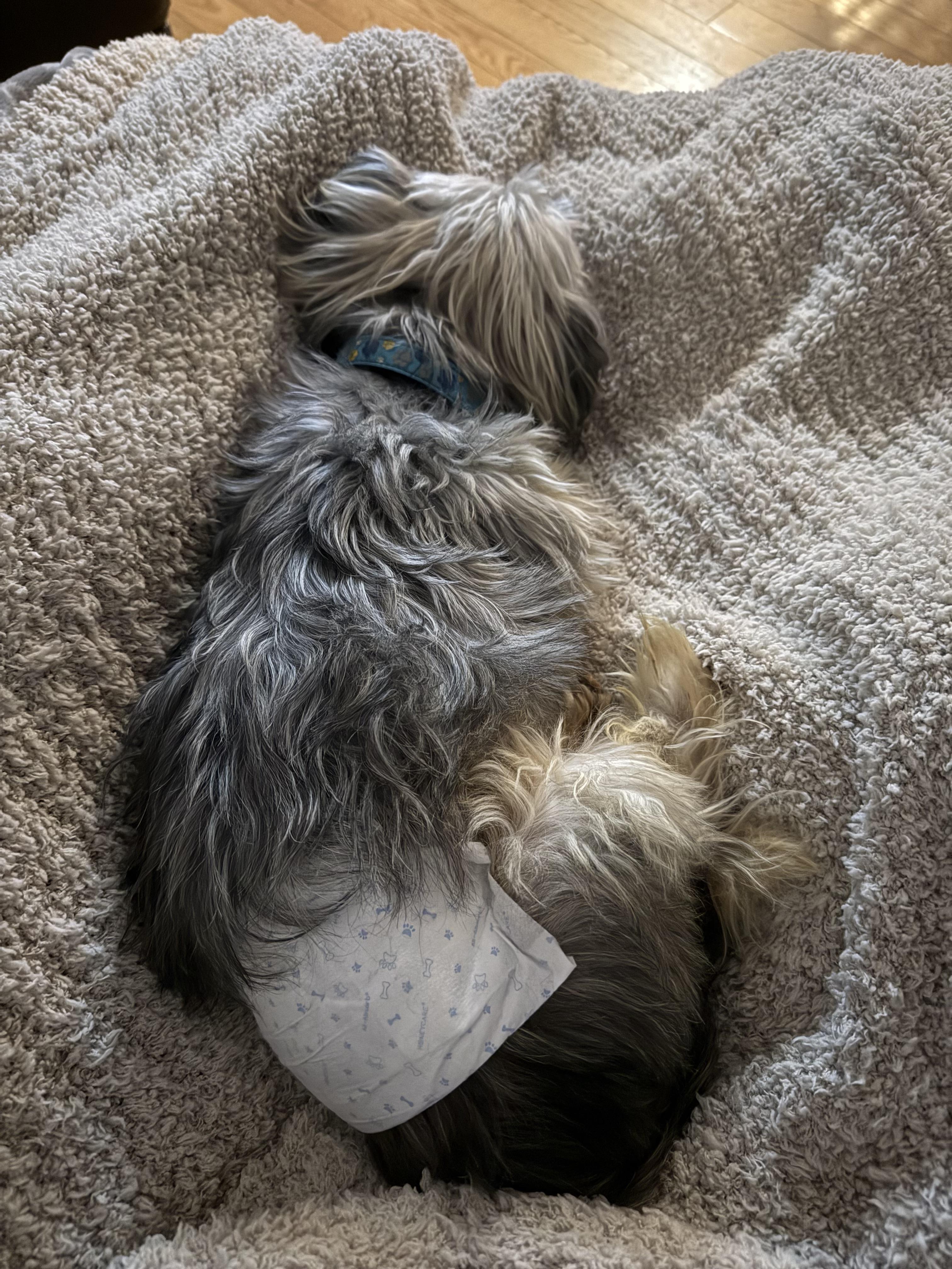 Enlarge Roosky, an adopted Yorkshire Terrier in Wilmington, DE image 4/6
