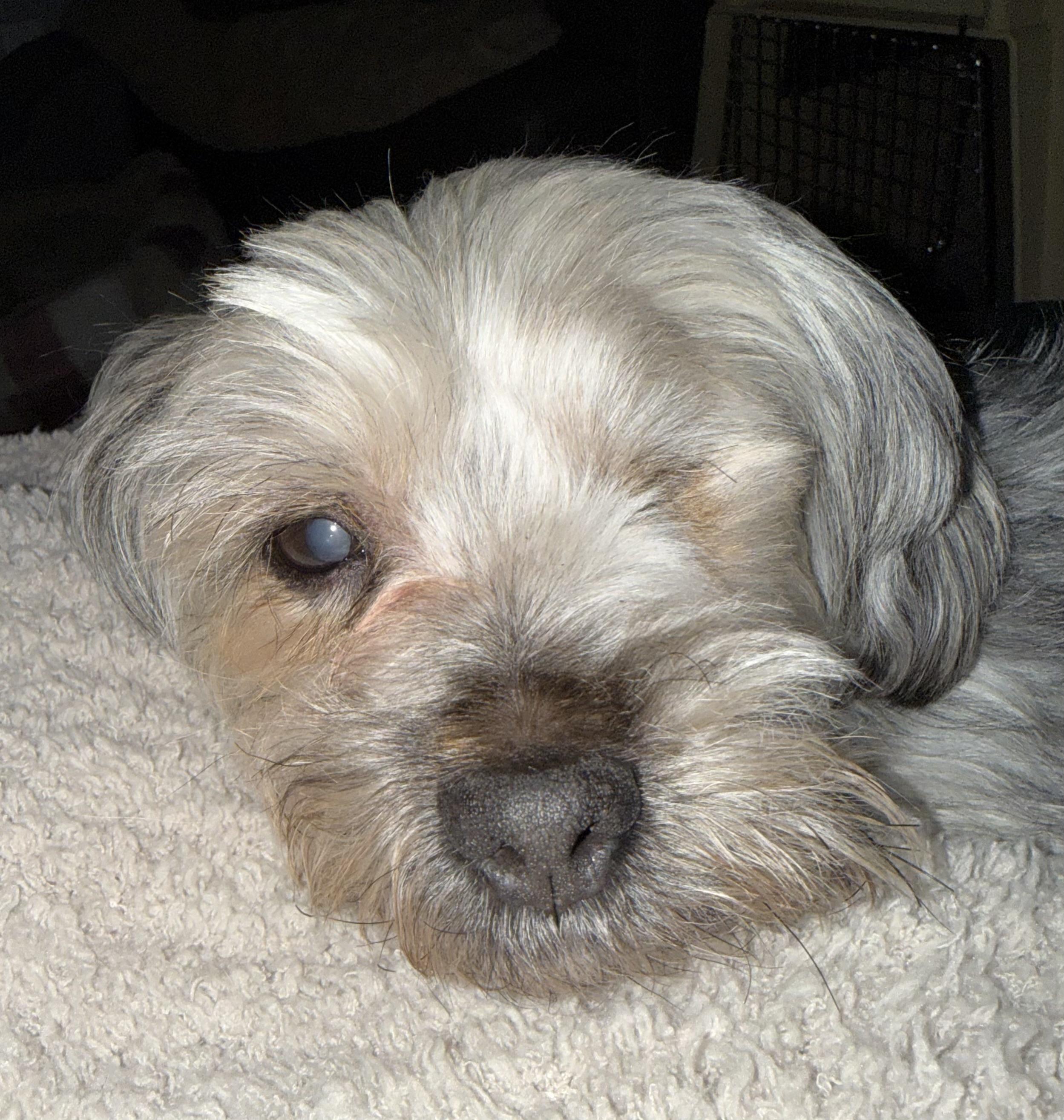 Enlarge Roosky, an adopted Yorkshire Terrier in Wilmington, DE image 6/6