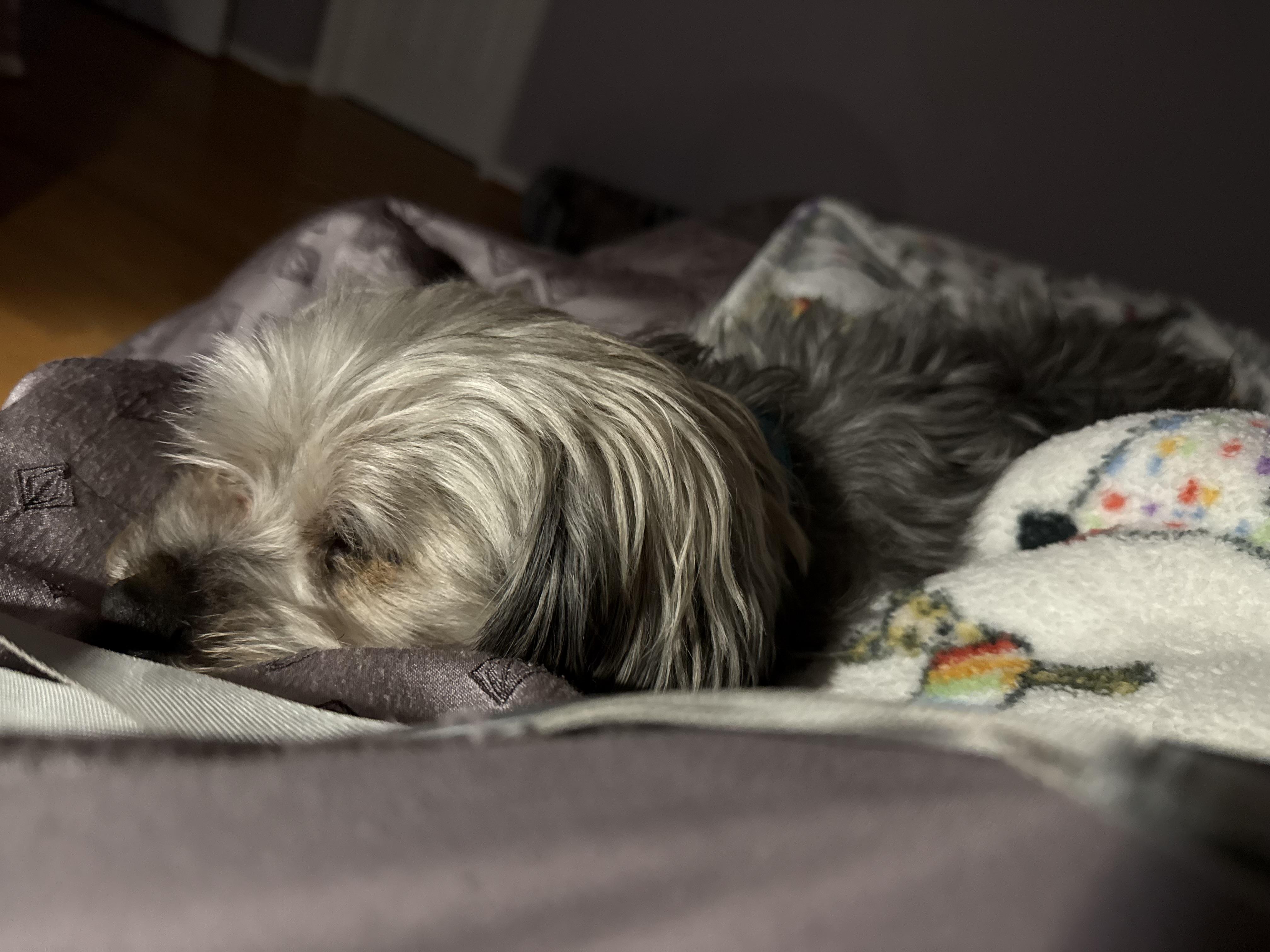 Enlarge Roosky, an adopted Yorkshire Terrier in Wilmington, DE image 5/6