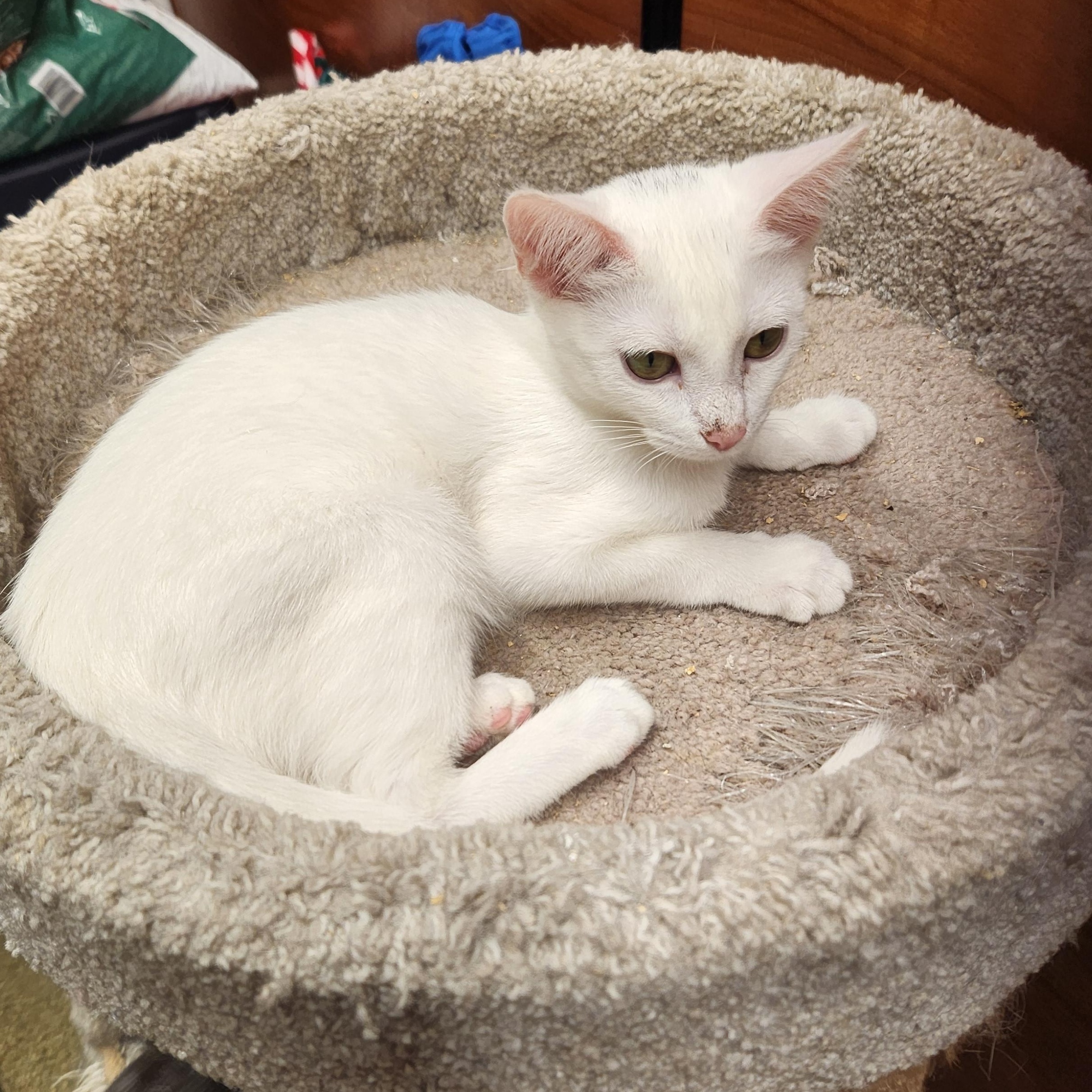 Enlarge Jessie, an adopted mixed breed in Buena Park, CA image 2/2