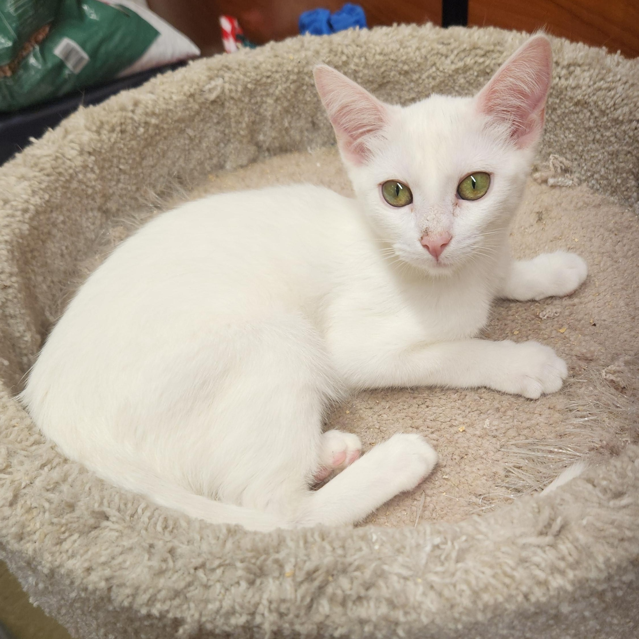 Enlarge Jessie, an adopted mixed breed in Buena Park, CA image 1/2