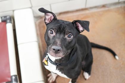 Cooper, a Adoptable mixed breed in Golden Valley, MN image 1/3