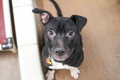 Cooper, a Adoptable mixed breed in Golden Valley, MN image 2/3