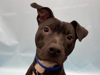 Cooper, a Adoptable mixed breed in Golden Valley, MN image 3/3