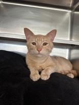 Enlarge Gert, a ADOPTABLE Domestic Short Hair in Manitowoc, WI image 1/1