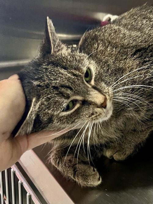 Daisy (FCID# 09/03/2020 - 57 Trainer)