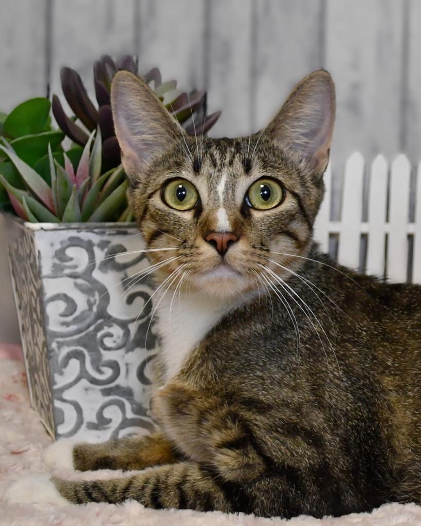 Corrine, Adoptable, Young Female Domestic Short Hair.