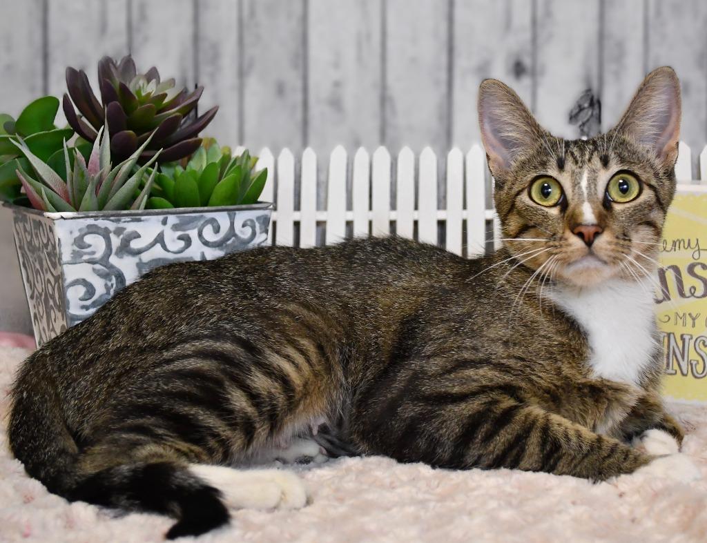 Corrine, a Adoptable mixed breed in Roanoke, TX image 2/3